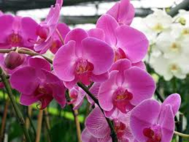 Are Orchids Angiosperms 